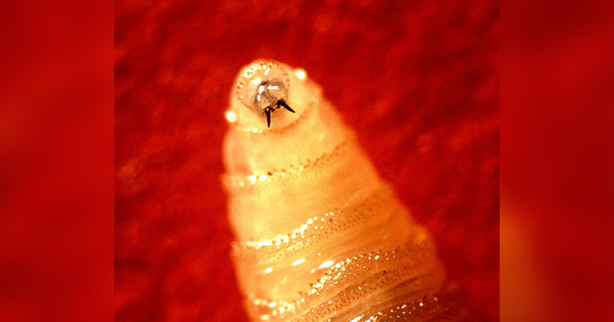 What to know about screwworm after human case confirmed in U.S.