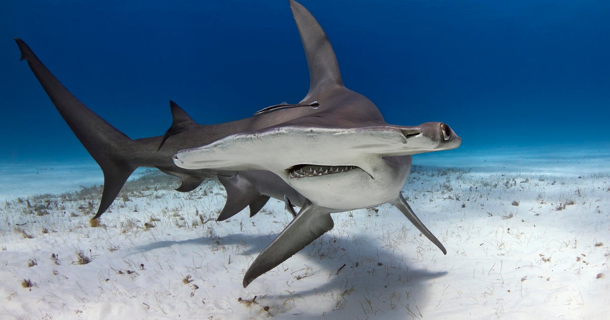 Endangered shark meat sold under misleading labels in the U.S., study finds