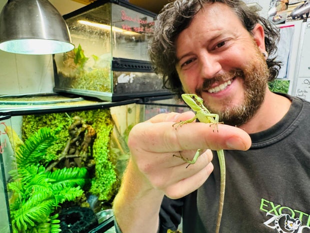 Iguana shocks zookeepers with "virgin birth" of 8 hatchlings