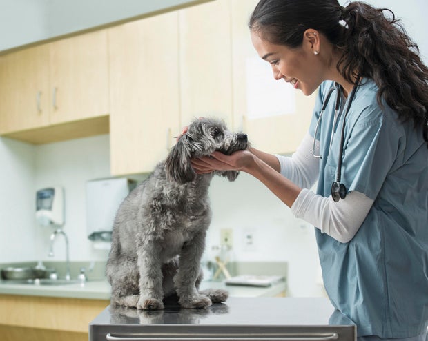 Pets Best pet insurance review 2023