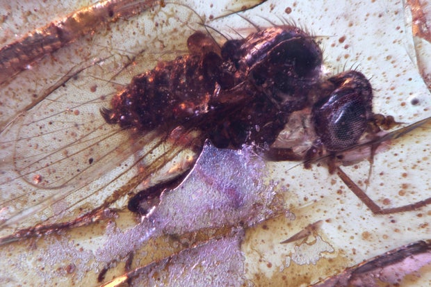 Prehistoric insects trapped in amber give glimpse into ancient life