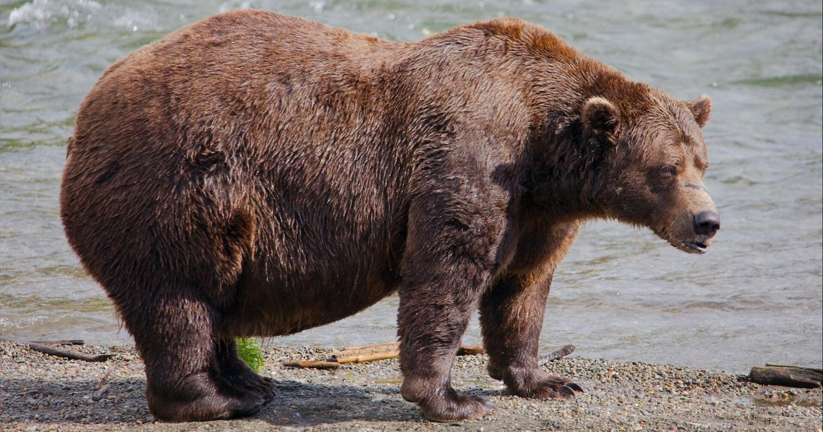 What is Fat Bear Week and why is it important?