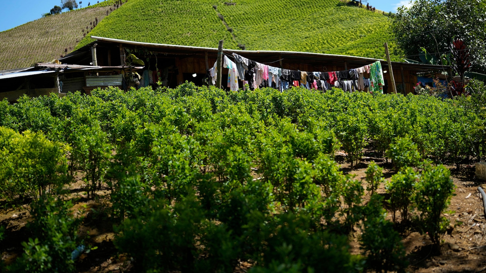 US designates Colombia as failing to cooperate in the drug war for first time in nearly 30 years