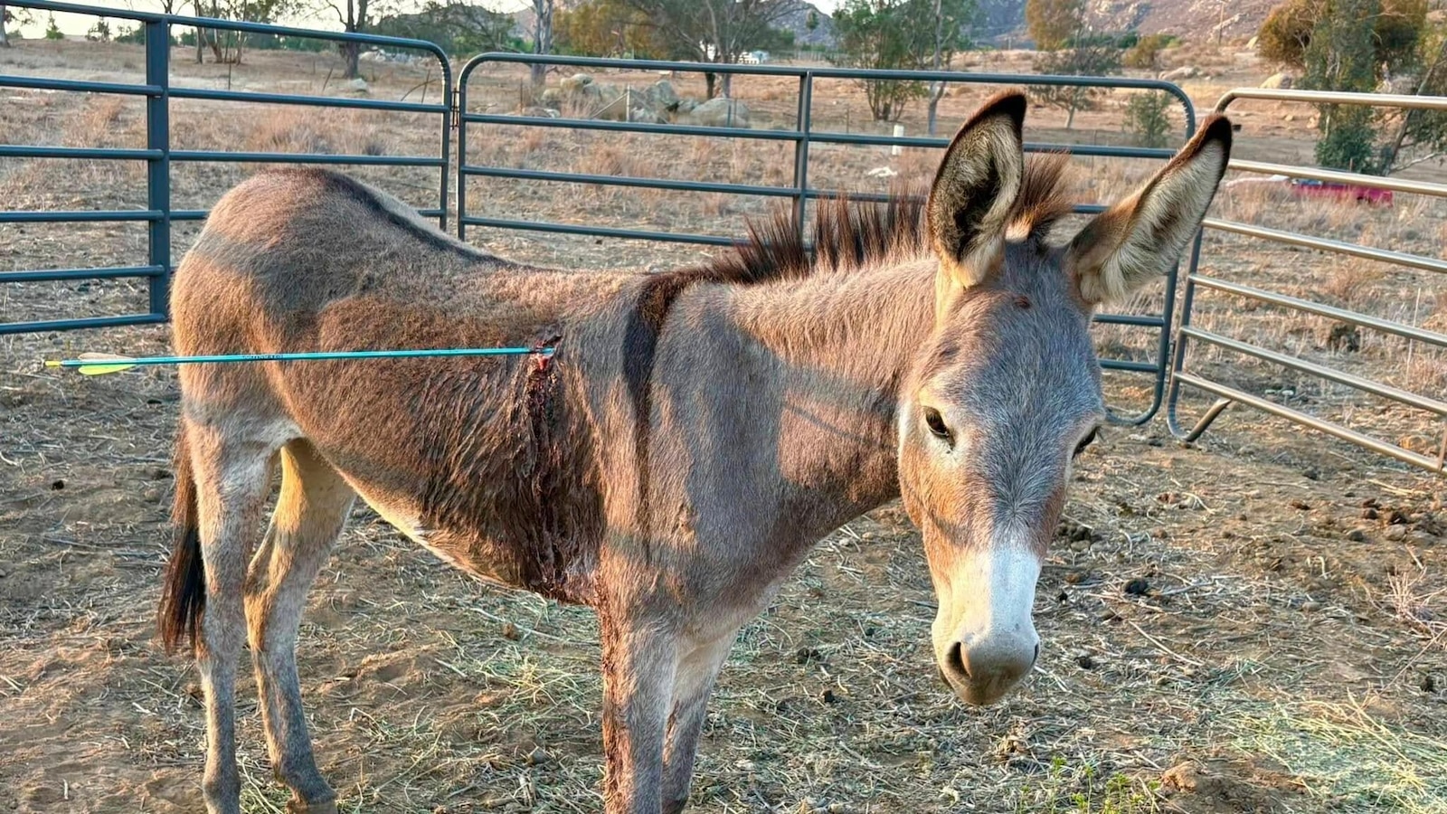Donkey recovering after latest arrow attack on wild burros in California