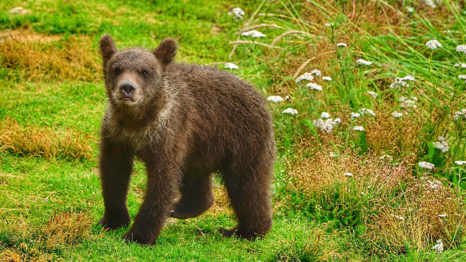 What to know about Fat Bear Week, and the brawny bruins ready to battle for the title