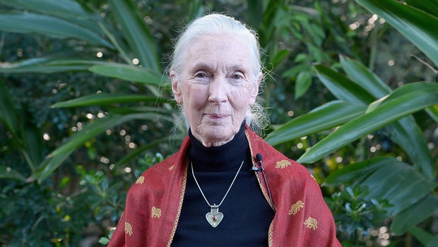 Jane Goodall: If humans don't change "we're going to destroy ourselves"
