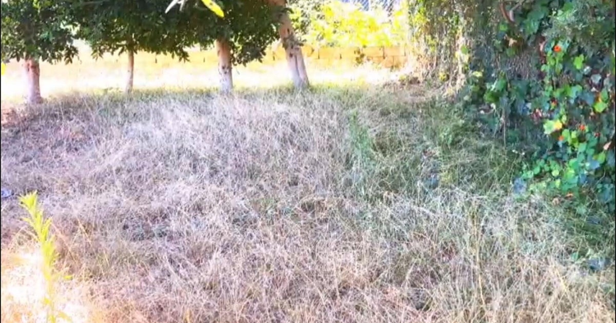 Palisades Fire victims frustrated by brush clearance citations