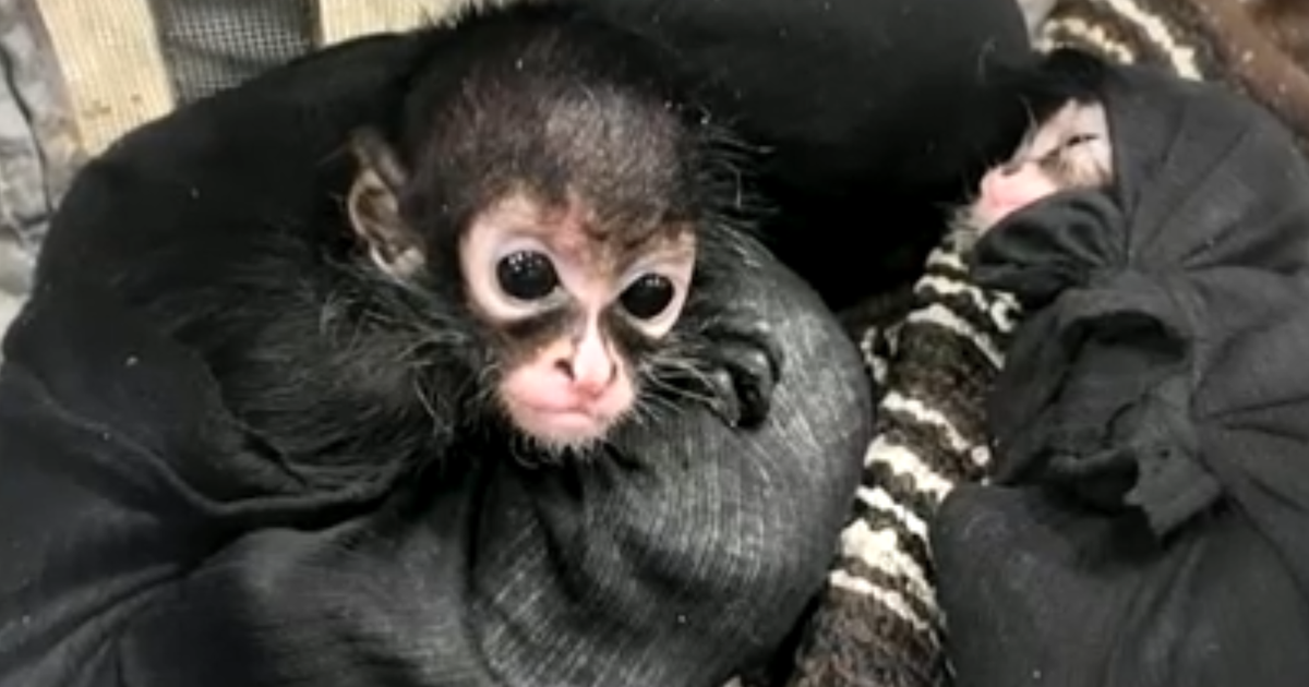 Poachers are killing spider monkeys and selling their babies on social media