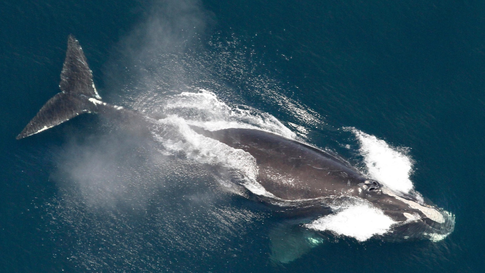 One of the world’s rarest whales that makes the Atlantic its home grows in population