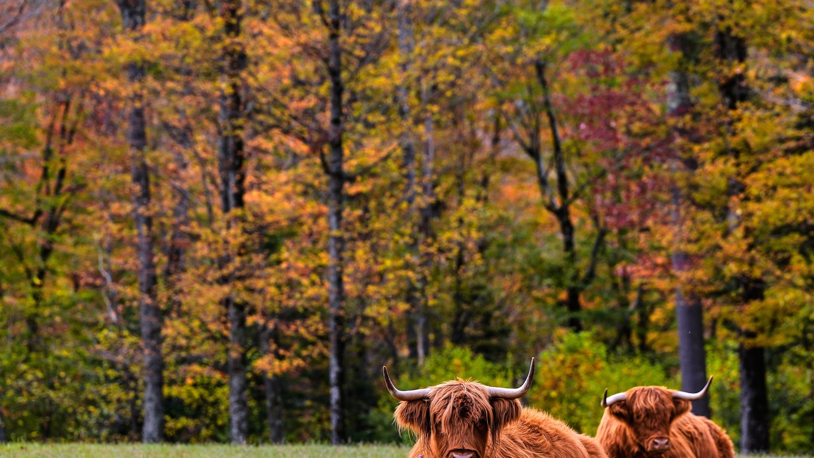 Season hampered by drought: Fall foliage dropping sooner, showing less color