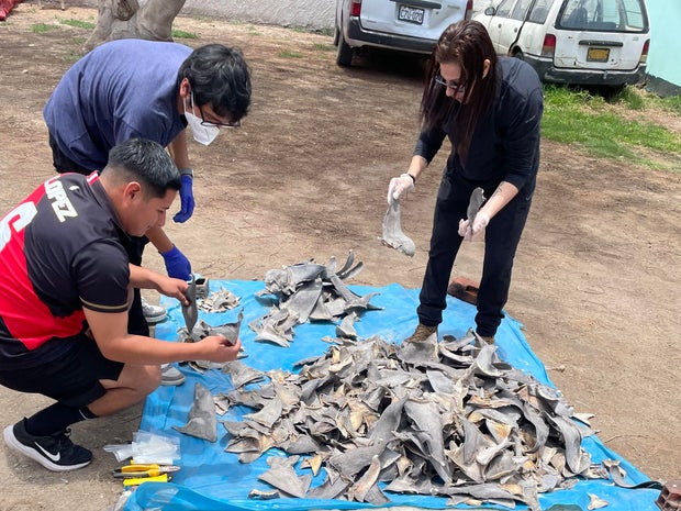 10,000 shark fins worth over $11M seized in major wildlife trafficking bust