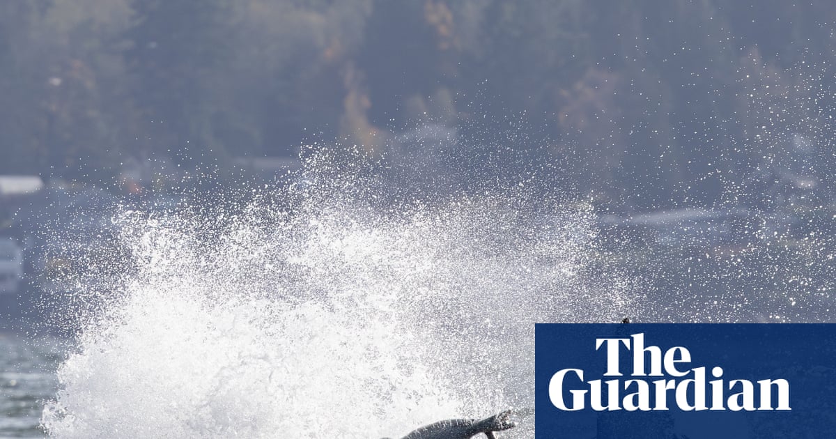 Seal seeks refuge on boat while fleeing killer whales – video
