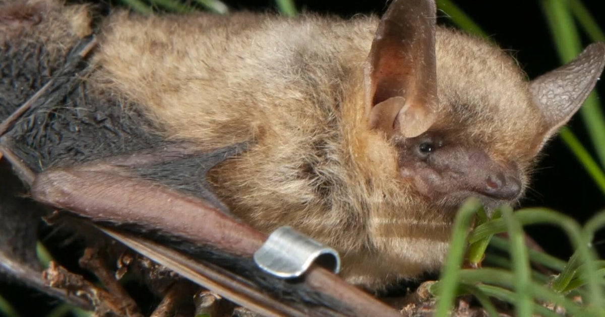 Biologists race to rescue bat populations from deadly white-nose syndrome