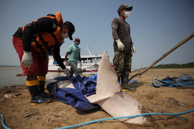 Hundreds of dolphins found dead in lake were in water hotter than jacuzzi