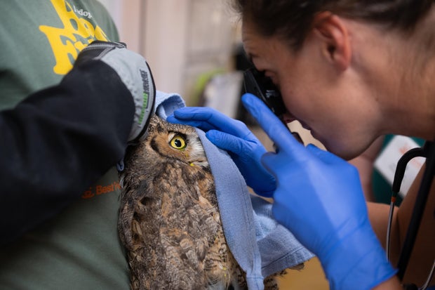 Owl partly covered in concrete after getting into cement mixer rescued in Utah