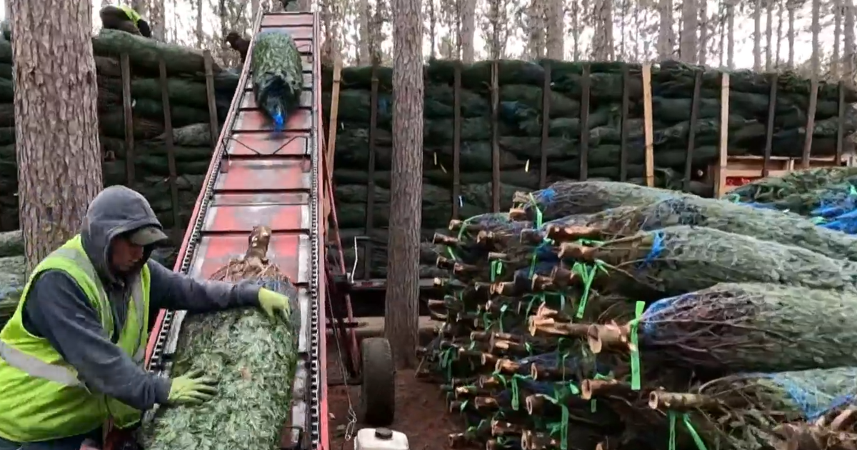 Why tariffs might make real Christmas trees more attractive this holiday season
