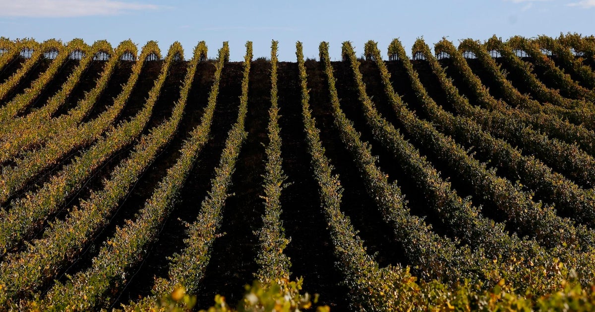 Wine grapes, coffee, chocolate crops at risk despite climate intervention efforts, study finds