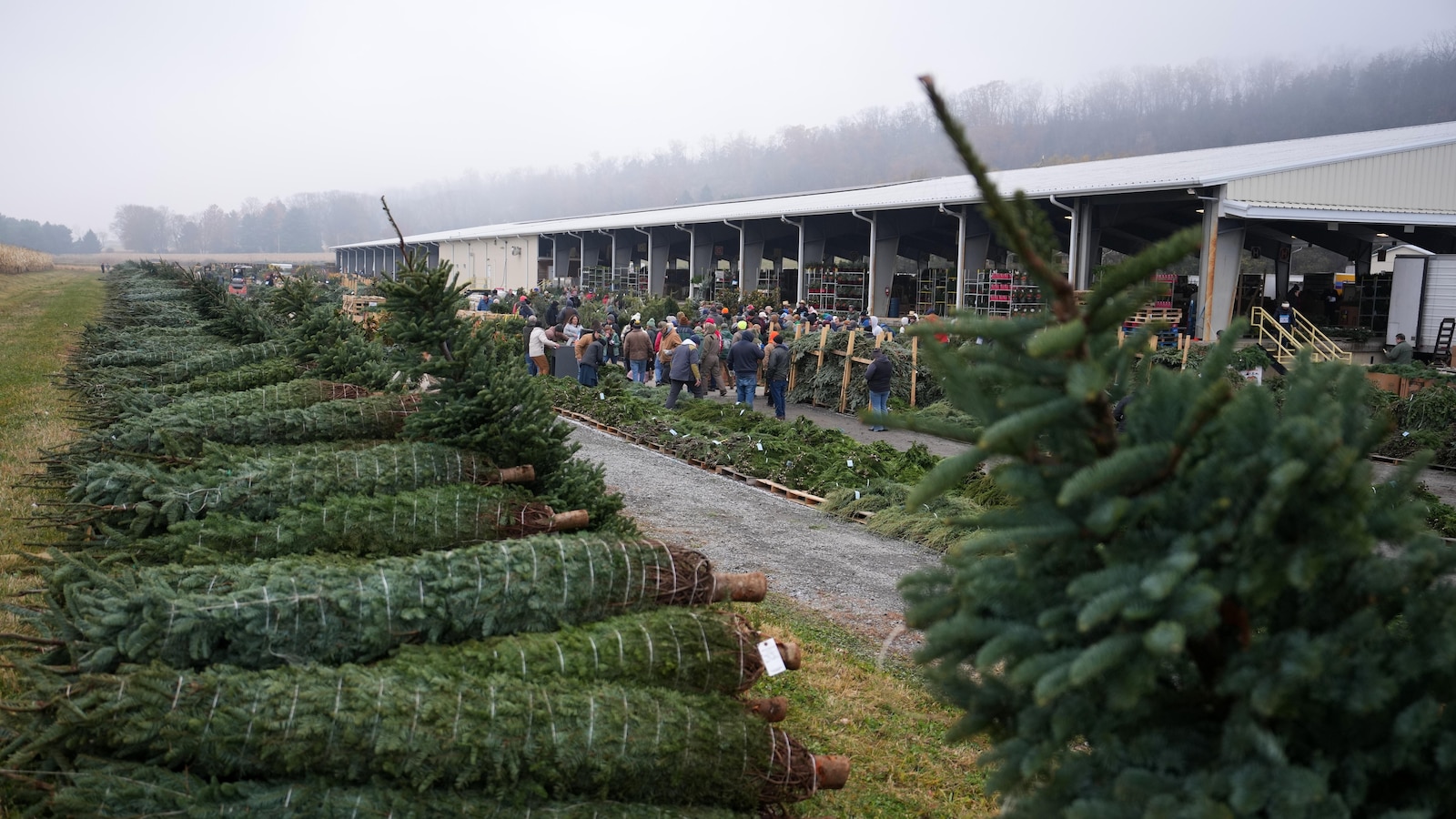 Christmas tree retailers find lots to like at a Pennsylvania wholesale auction
