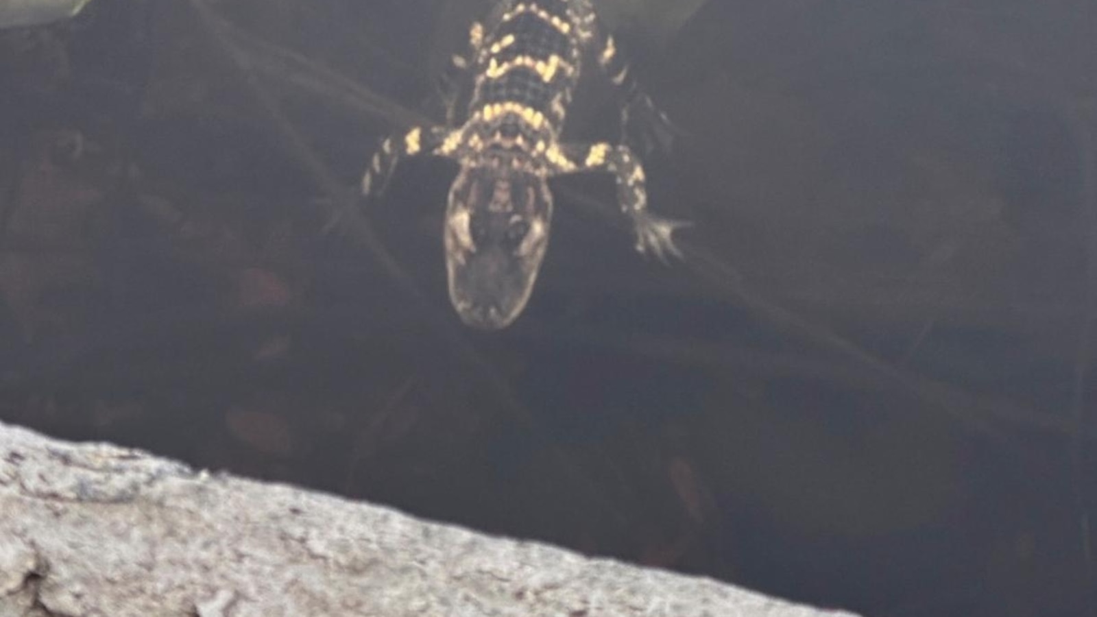 Small alligator rescued in Boston after slithering into the city’s heart on social media