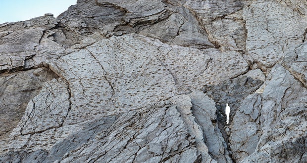 Dinosaur tracks showing "herds moving in synchrony" found in Italy