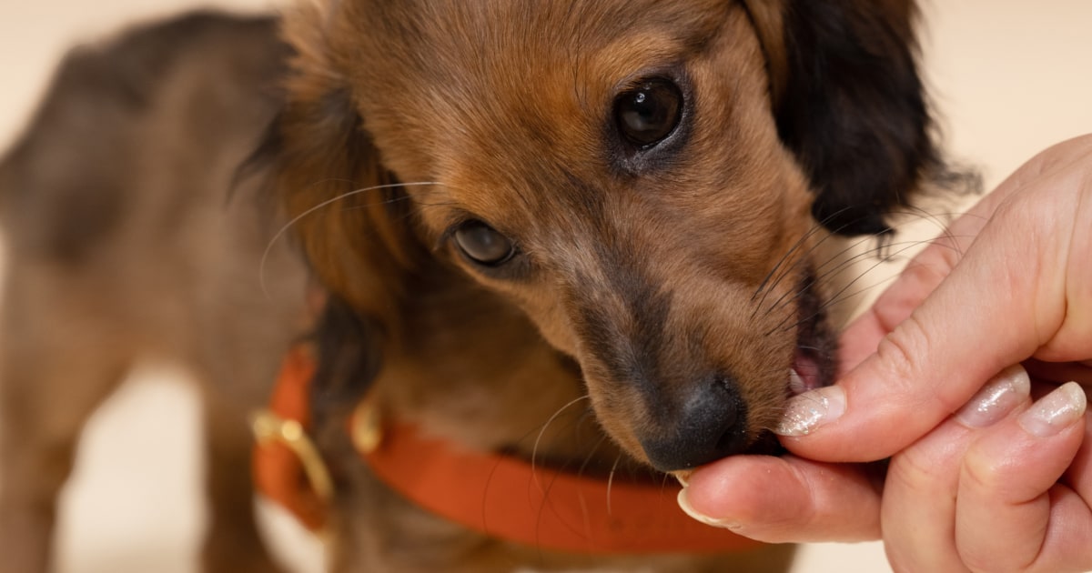 How many dog treats is too many for your pup? We asked vets