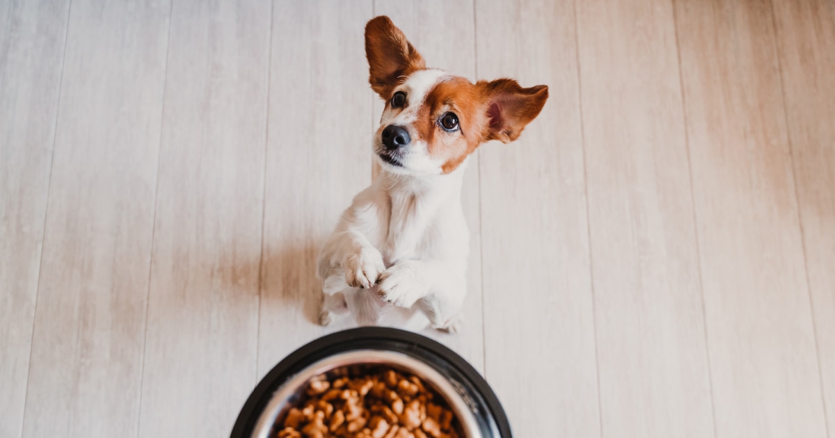 Not all dry dog foods are good for all dogs — here’s how to choose