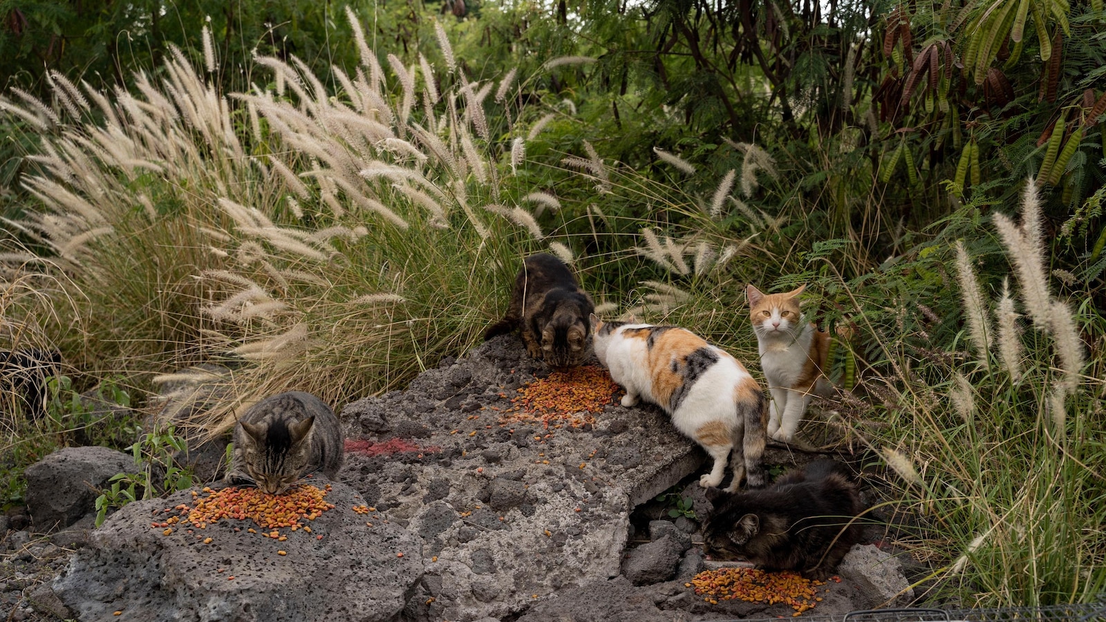 Hawaii’s Big Island bans feeding feral cats in an effort to help endangered native species