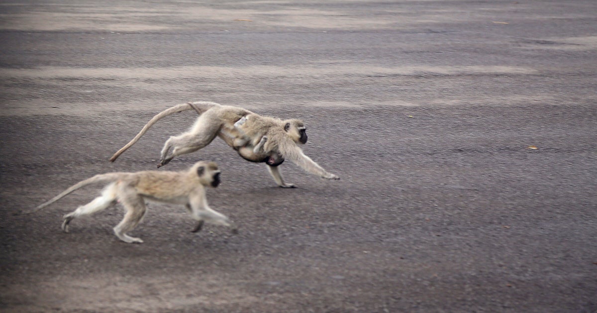 Monkeys are on the loose in St. Louis and AI is complicating search