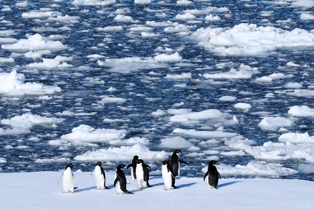 Warming temps force some Antarctic penguins to breed earlier, study finds
