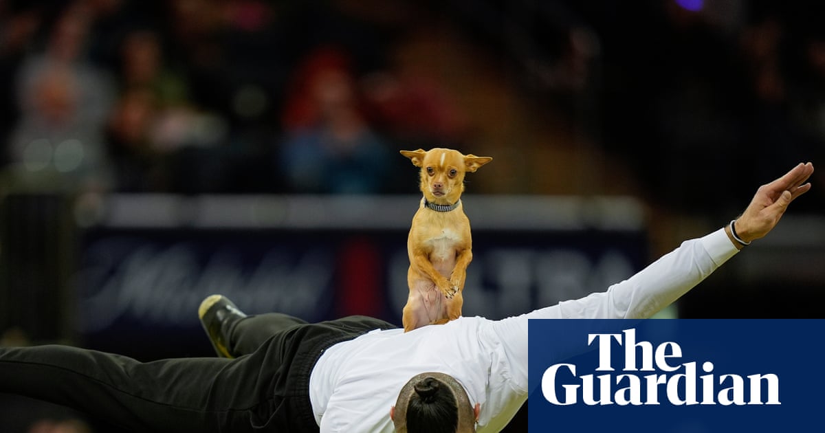 The Pup Cup: thousands of dogs compete in the Westminster Dog Show – in pictures