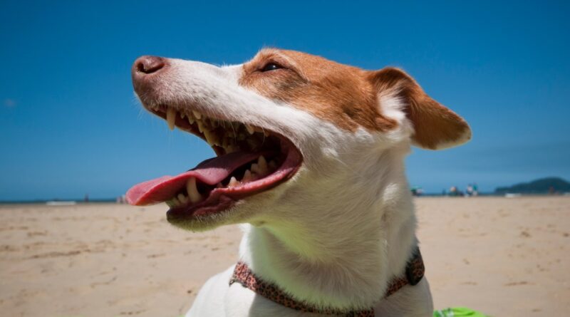 Yes, dog sunscreen is a thing, and it’s actually important — vets explain why