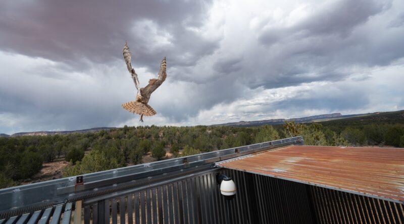Owl found stuck in a concrete mixer is on the mend and flying free