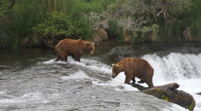 Alaska wildlife agents can kill bears from helicopters to protect caribou, judge says