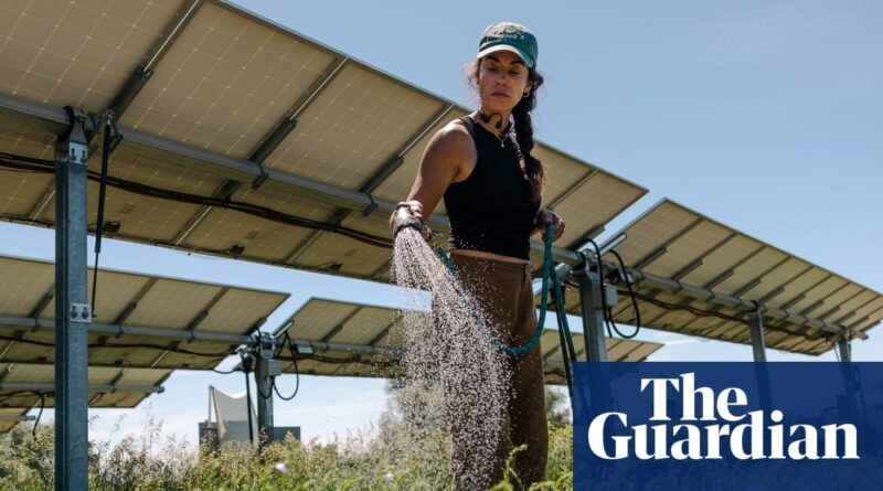 On a Colorado farm, solar panels bring shade for plants, power – and cash: in pictures